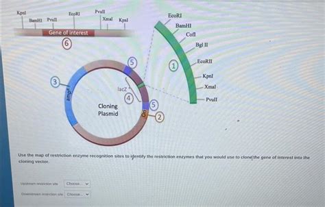 Image result for Restriction Enzyme Map