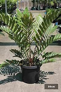 UGALOO Cardboard plant Jamaican sago tree Live Plant : Amazon.in ...
