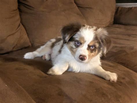 Red Merle Mini Australian Shepherd Puppies For Sale - aspca donation rating