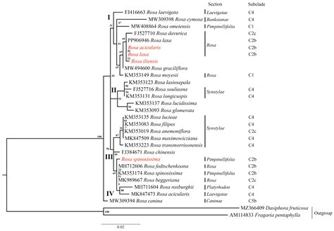 Characterization of the Four Rosa L. Species from Kazakhstan Based on ...