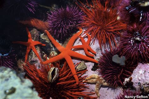 Echinoderms Examples 的图像结果