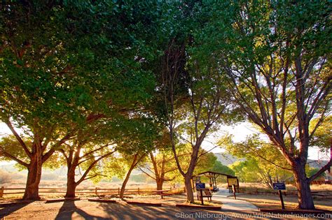 Big Morongo Canyon Preserve | California | Photos by Ron Niebrugge