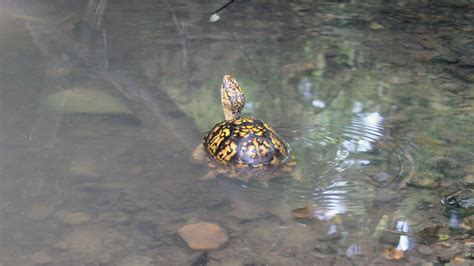 Image result for Snapping Turtle Poop