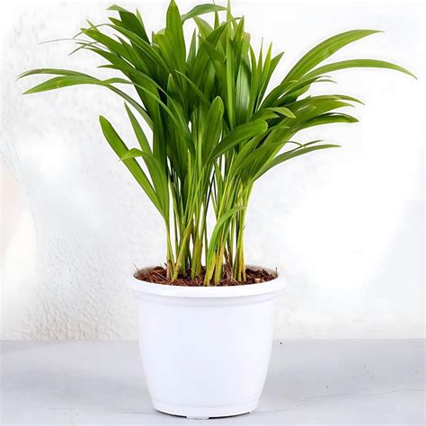 Amulya Farms Air Purifying Areca Palm Indoor Live Plant
