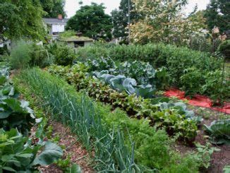 ŠARENE KUGLICE OD KROMPIRA!!! – Recepti i zdravlje