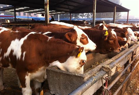 利木赞牛肉牛犊 秦川肉牛犊5个月左右的利木赞牛品相选择-阿里巴巴