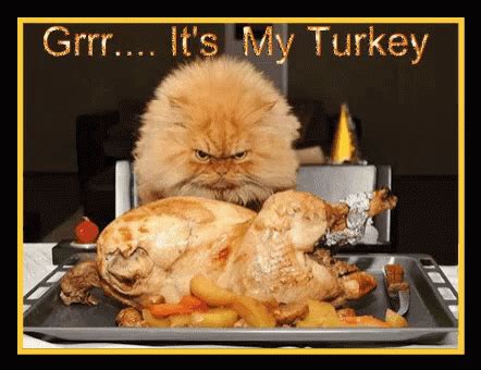 Turkey Grumpy Cat GIF - Turkey Grumpy Cat My Turkey - Discover & Share GIFs
