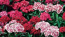 elenco fiori con foto piccoli frutti quali fiori scegliere da seminare a luglio elenco fiori con foto piccoli frutti quali fiori scegliere da seminare a luglio