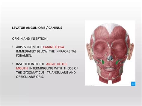 Muscles of Head & Neck | PPTX