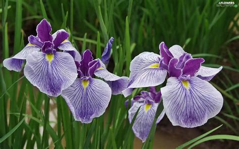 purple, Irises - Flowers wallpapers: 1680x1050