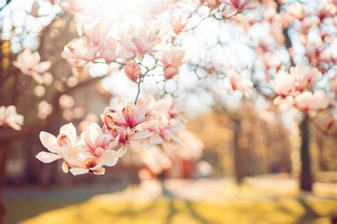 Image result for Spring/Summer Background
