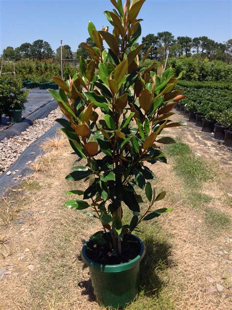 Magnolia grandiflora Little Gem - Andreasens Green