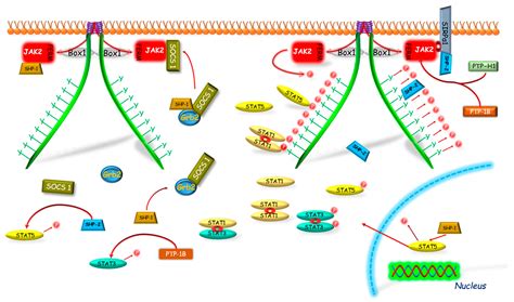 Post-Receptor Inhibitors of the GHR-JAK2-STAT Pathway in the Growth ...