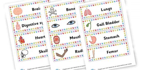 Body labels (teacher made) - Twinkl