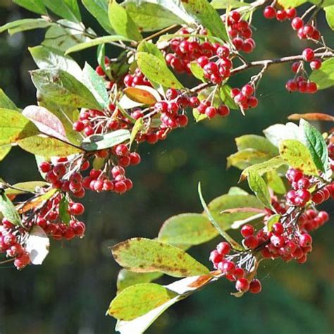 Red Chokeberry: A Nature's Delight · All around the house