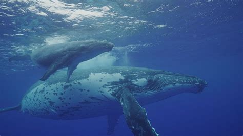 2025 May Festival - Voice of Nature: The Anthropocene, 1241 Elm Street ...