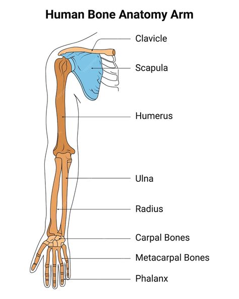Premium Vector | Human Bone Anatomy Arm Vector Illustration Clavicle ...