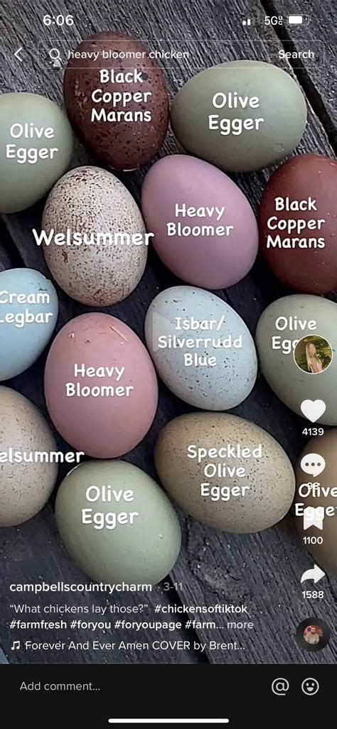 Image result for Chicken Farming Tips