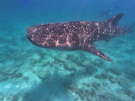 PAPA FISH EXCURSIONS (2025) All You Need to Know BEFORE You Go (with ...