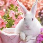 Image result for Beautiful Easter Bunny Pics