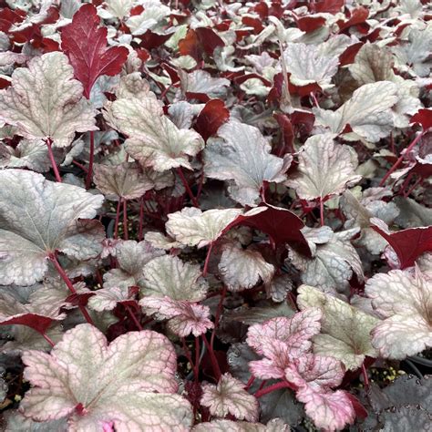 Heuchera ‘Plum Pudding’ (Coral Bells) - Cavano’s Perennials