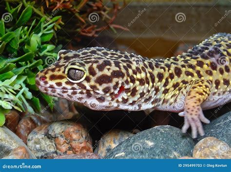 African Fat-tailed Gecko (Hemitheconyx Caudicinctus Stock Image - Image ...
