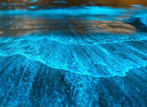 Image result for Clone