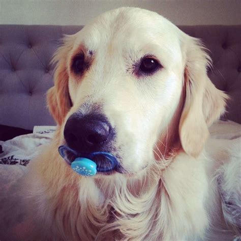19 Dogs Who Aren't Ready To Give Up Their Pacifiers - The Dodo