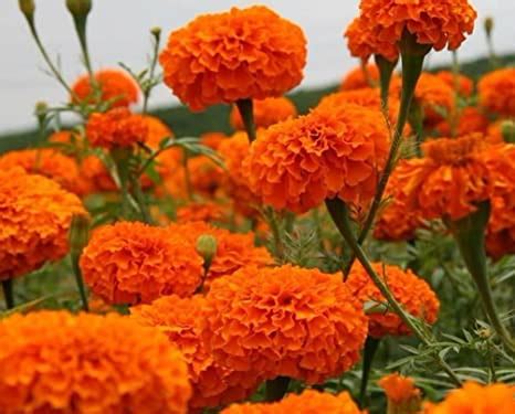 African Marigold Hawaii Orange - Biocarve – SK Organic Farms