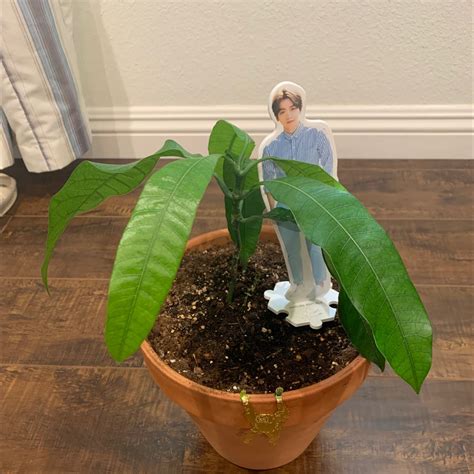 Image result for Mango Pruning Guide