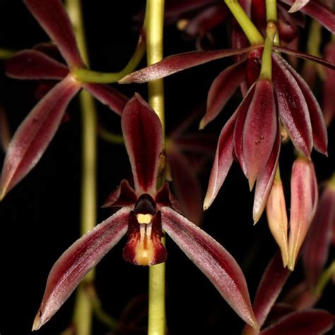 Cymbidium Dayanum Red Orchid: Unveiling the Richness of Nature's Palette