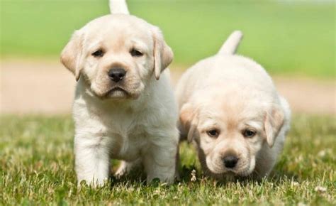 Purebred Labrador puppies for sale in Kolkata At Low Price