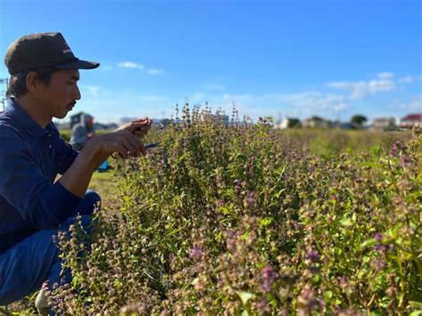【定番商品】Basil Tea Tbag12包 | BASILHOUSE