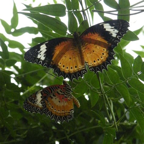 PILI PALAS NATURE WORLD (2025) All You Need to Know BEFORE You Go (with ...