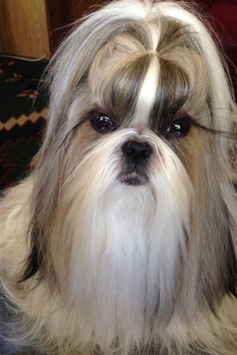Hairstyles For Shih Tzu | dev.onallcylinders.com