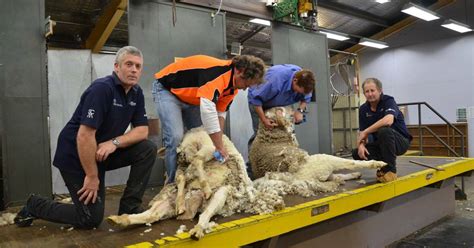 Image result for Advanced Course in Shearing Dubbo