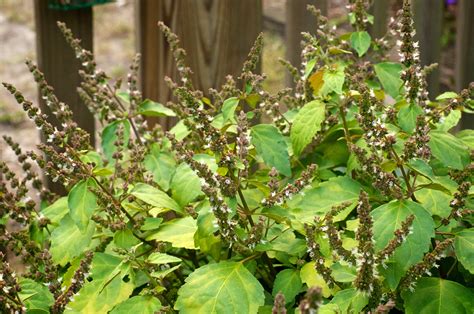 Patchouli essential oil - Pacific Scents