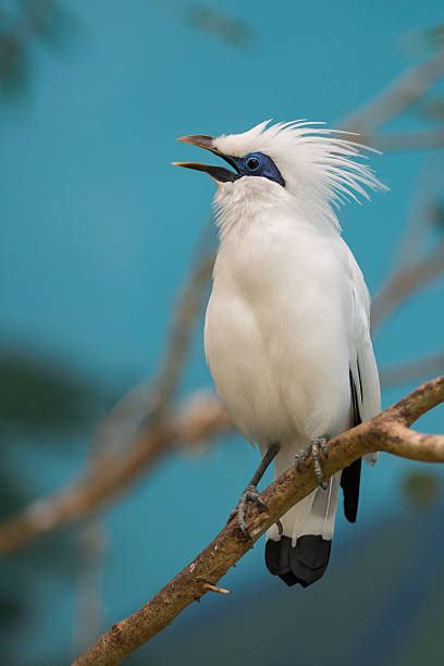 Image result for Maina Comuna