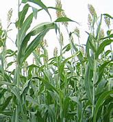 Crop Production :: Season & Varieties