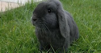 Image result for All-Black Rabbit