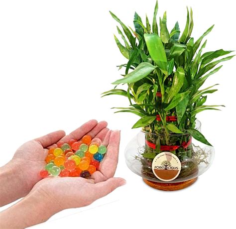 Green Fills Two Layer Bamboo Plant in Handi Vase with Pink & White ...