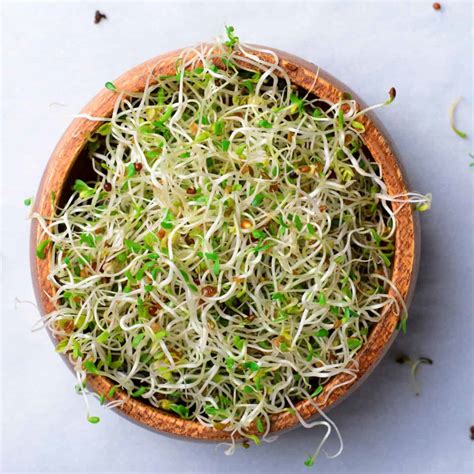 Arugula Sprouting: Tips for Growing and Harvesting the Best Greens