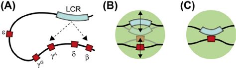 Image result for Locus Control Region Gene Expression