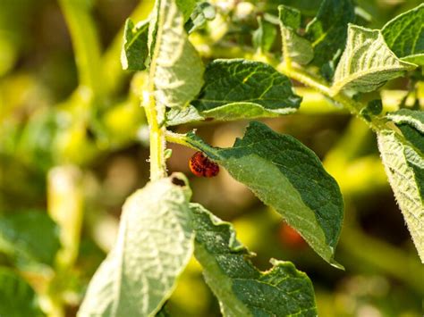 Close-up of insect on plant | Premium Photo
