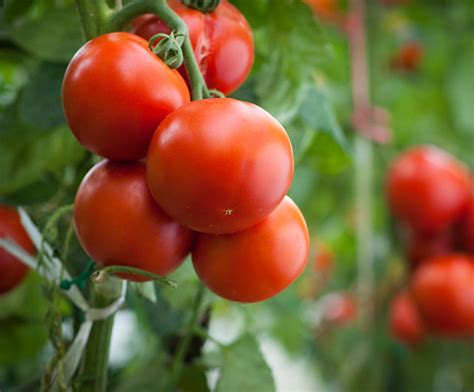 Plantbiotix | Bio-Control - Rubitrol