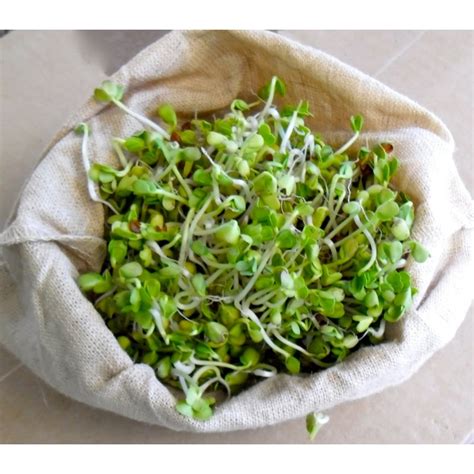 Oriental Yellow Mustard Micro Green Seeds