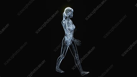 How Is Cancer Caused Animation View 的图像结果