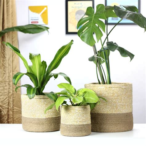 Buy Recycled & Eco-Friendly Planters Online | Sustainable Gardening ...