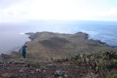 San Nicolas Island Animals