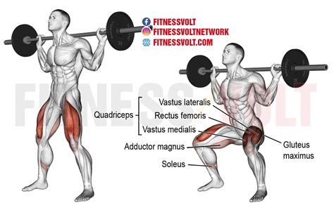 Bulgarian Split Squat Vs Barbell Squats: Should You Replace Barbell ...
